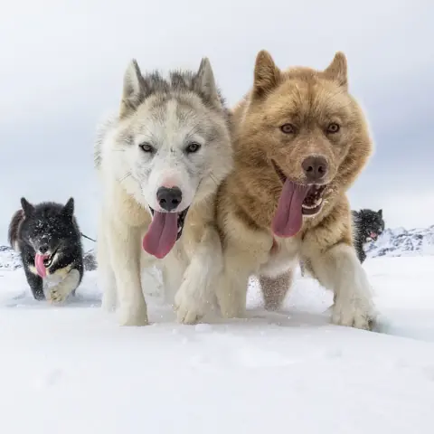 Собаки