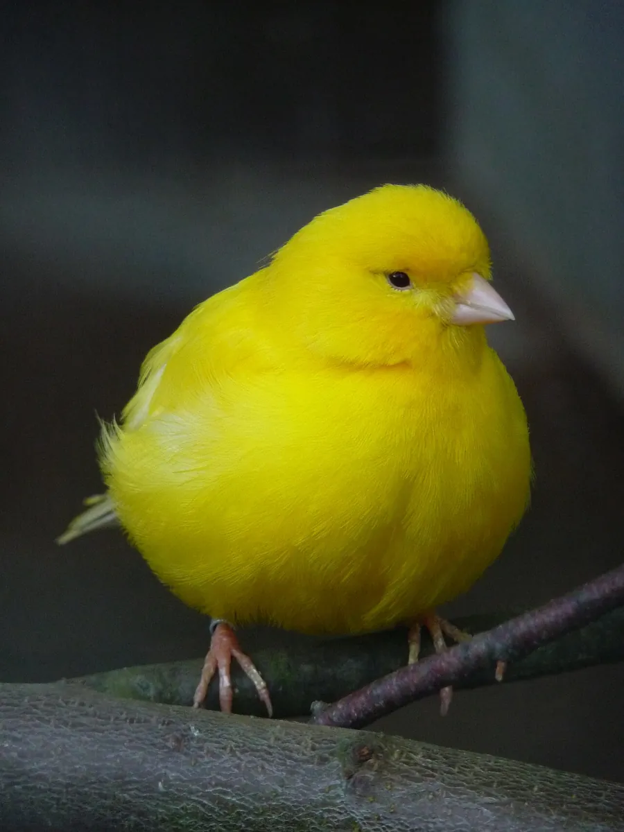 Serinus canaria domestica