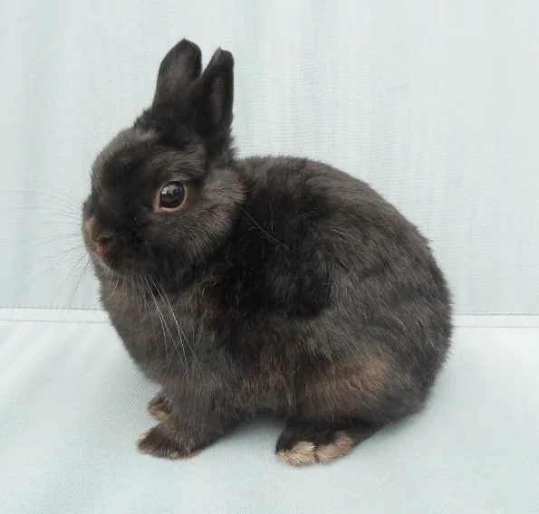 Dutch dwarf rabbit